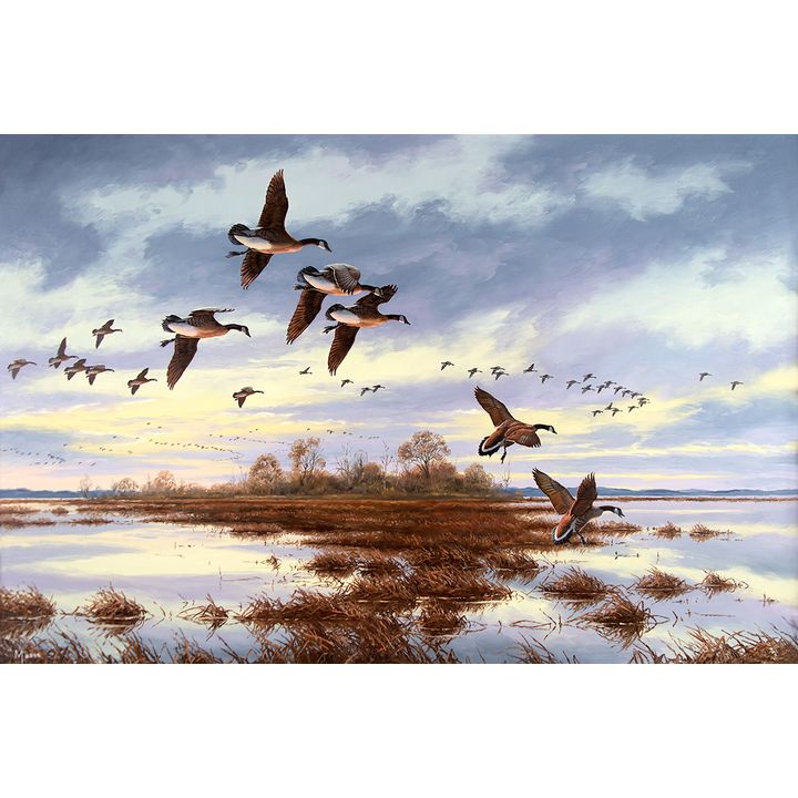 David Maass (1929- ), Canada Geese