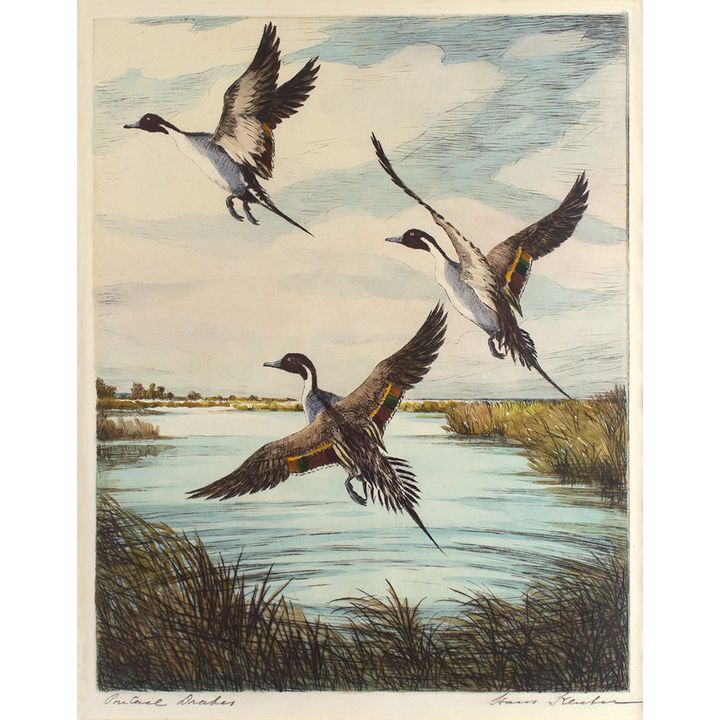 Hans Kleiber (1887-1967), Pintail Drakes