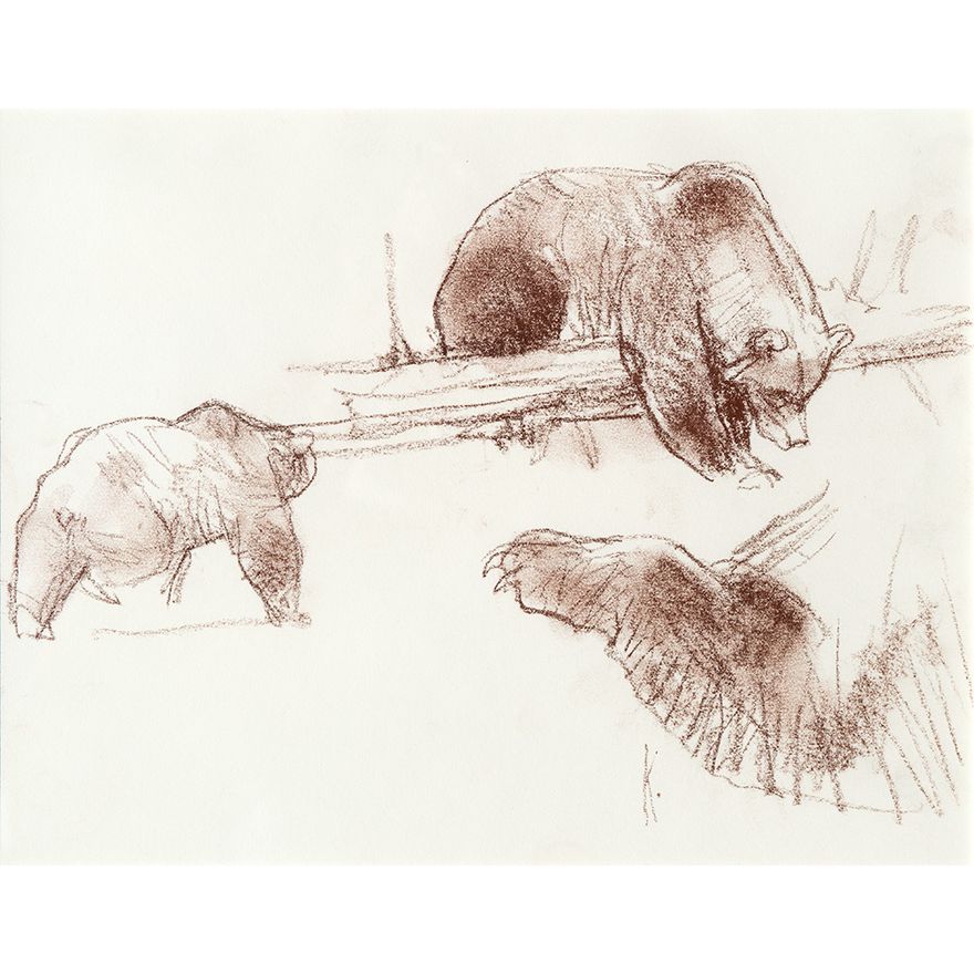 Bob Kuhn (1920-2007), Bear Field Sketch