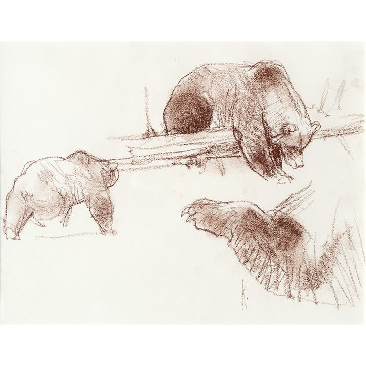 Bob Kuhn (1920-2007), Bear Field Sketch