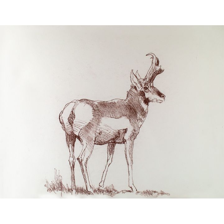 Bob Kuhn (1920-2007), Pronghorn
