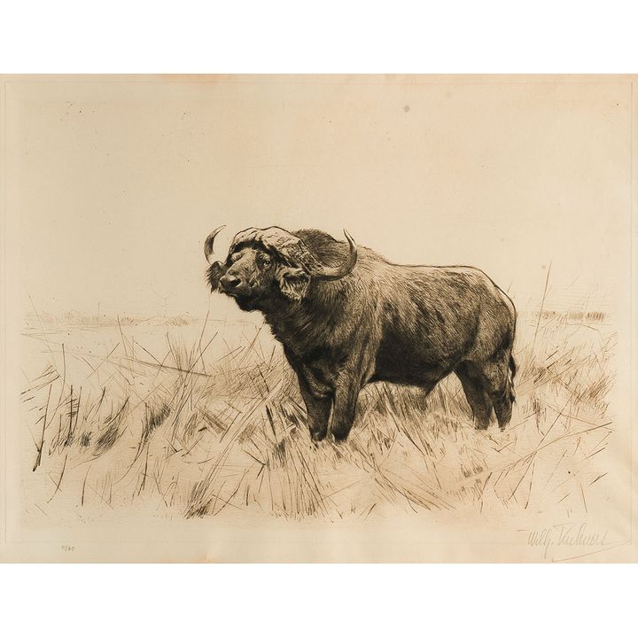 Friedrich Wilhelm Kuhnert (1865-1926), Cape Buffalo