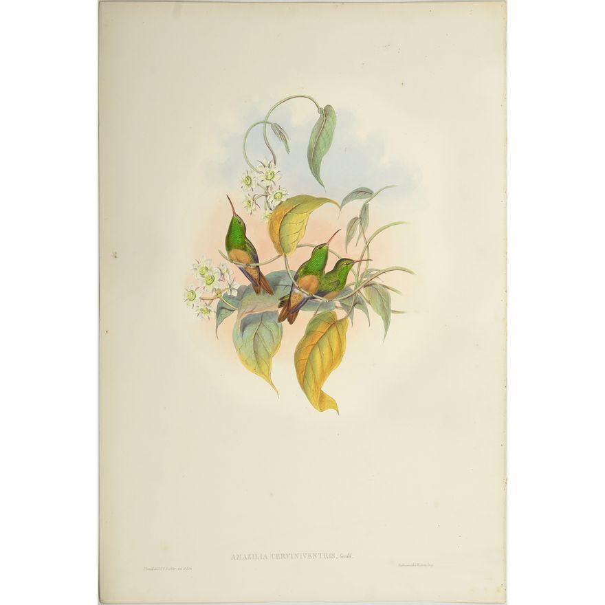 John Gould (1804-1881), Amazilia Cerviniventris
