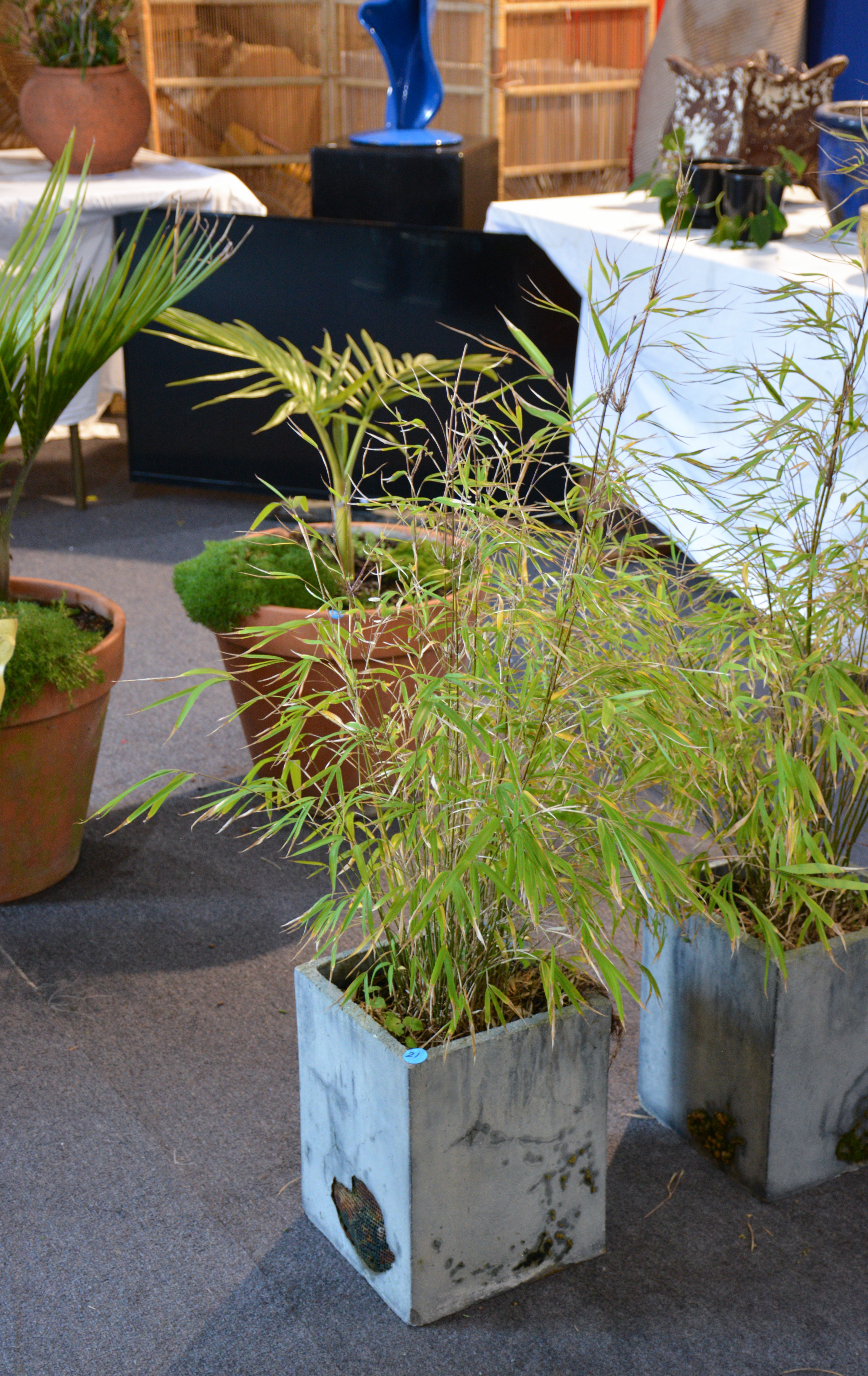 Bamboo in Square Fibreglass Pot (AF) — sold at auction in New Zealand for $25