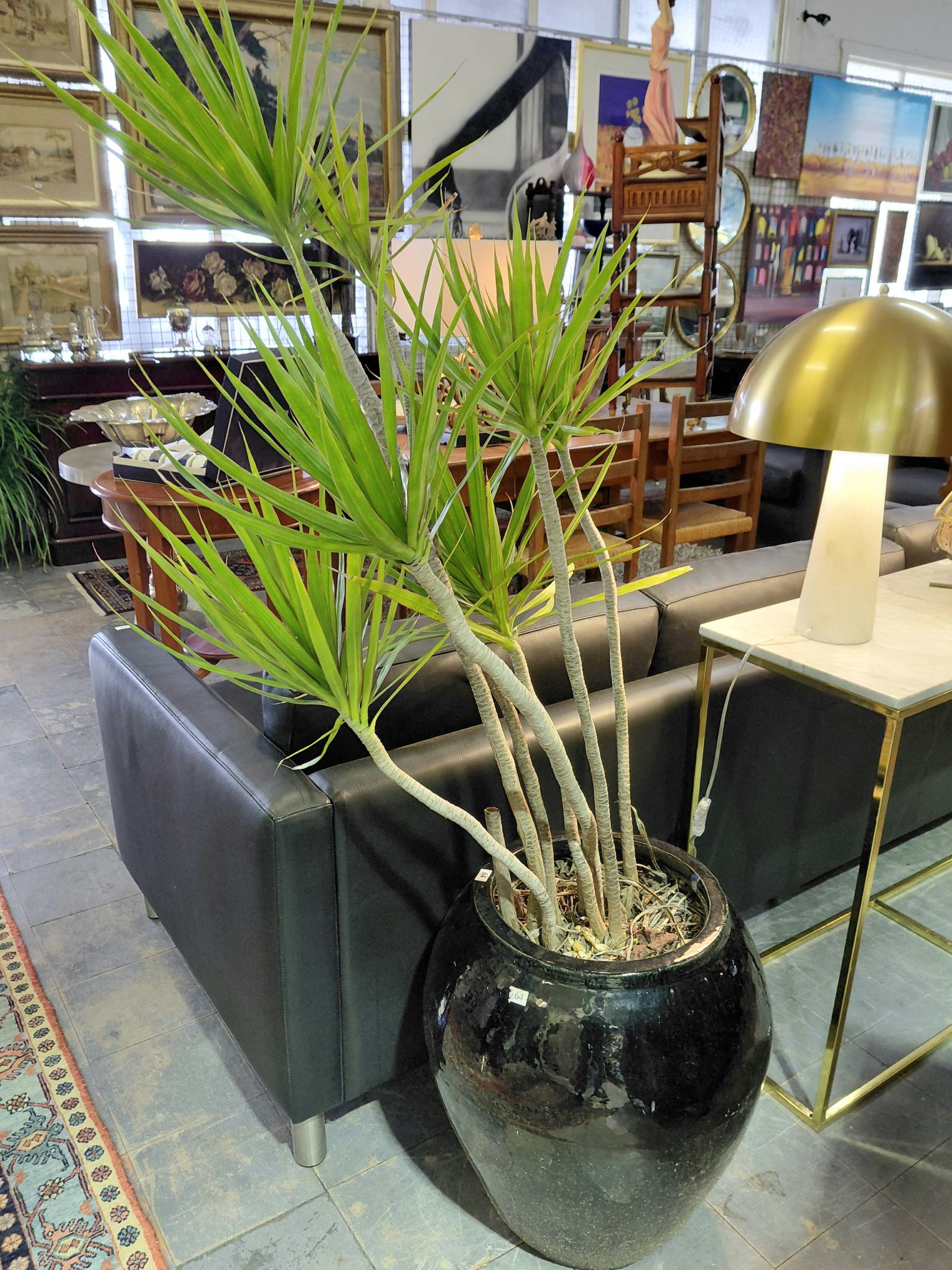 64 · DRACAENA TREE