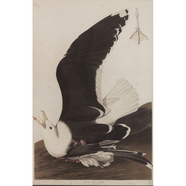 John James Audubon ''Black Backed Gull'' 1835 Engraving