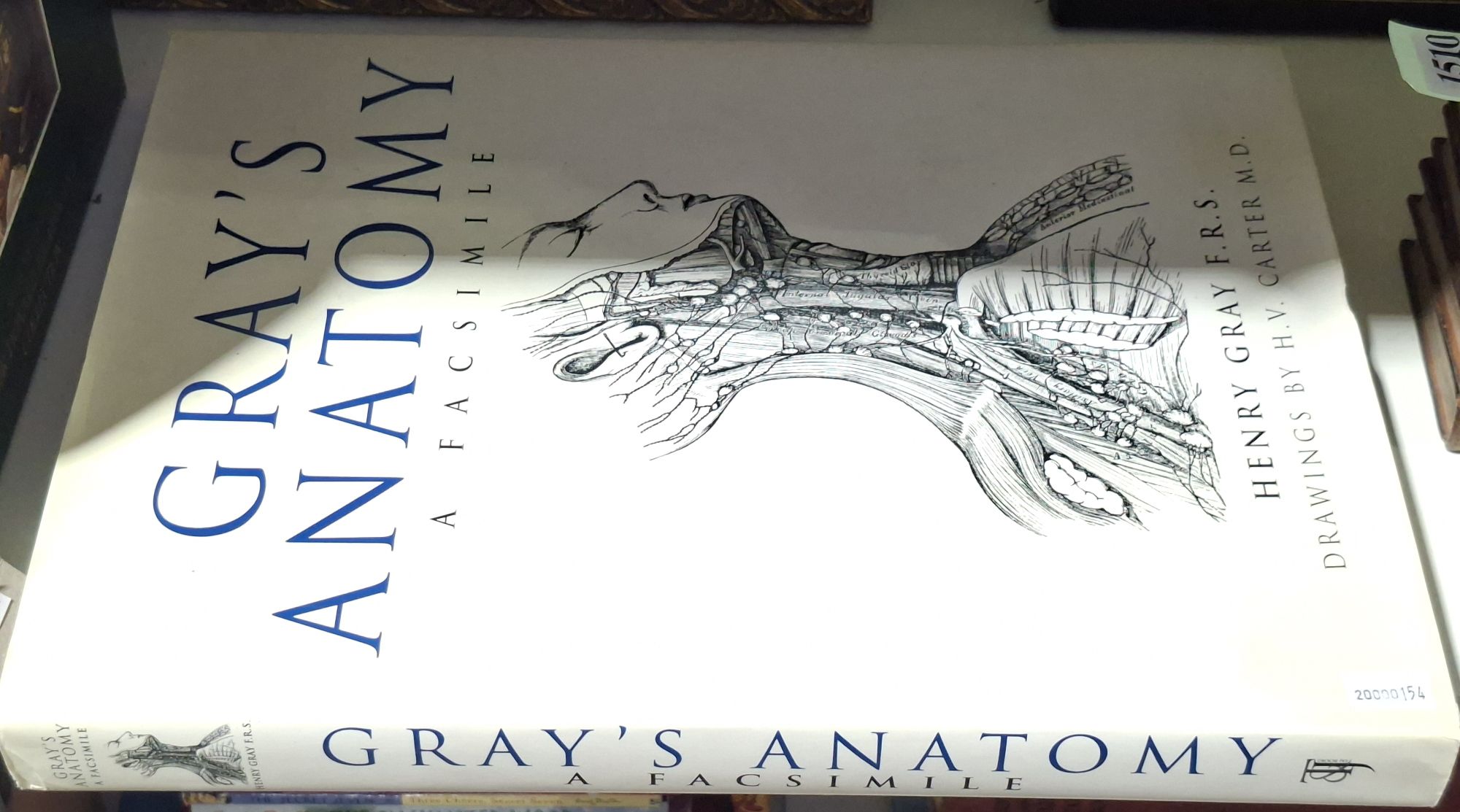 Folio Size Grays Anatomy