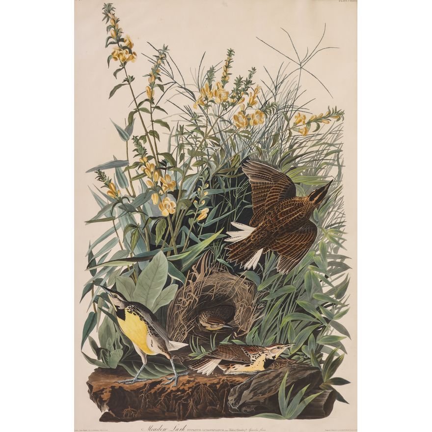 James Audubon ''Meadow Lark'' (Plate 136) Aquatint
