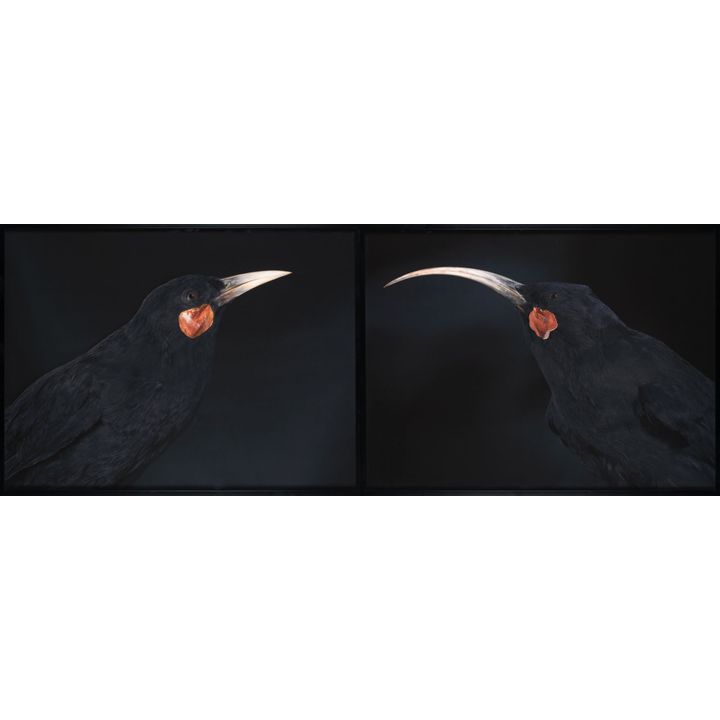 Fiona Pardington 'Andrew’s Huia Pair Diptych'