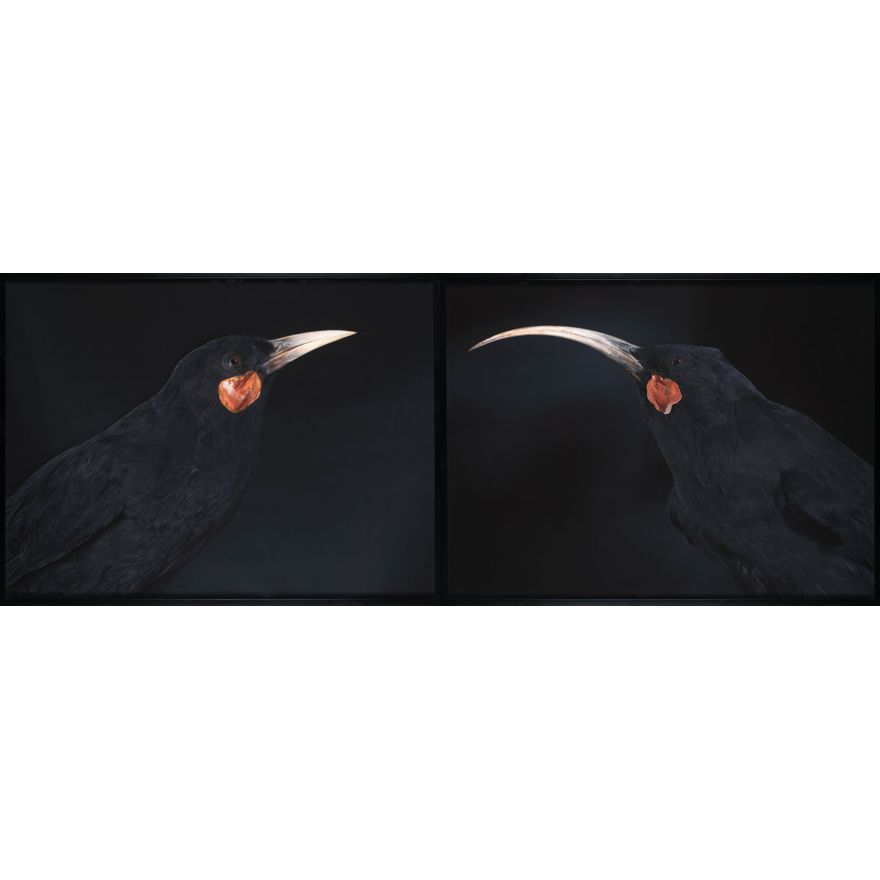 Fiona Pardington 'Andrew’s Huia Pair Diptych'