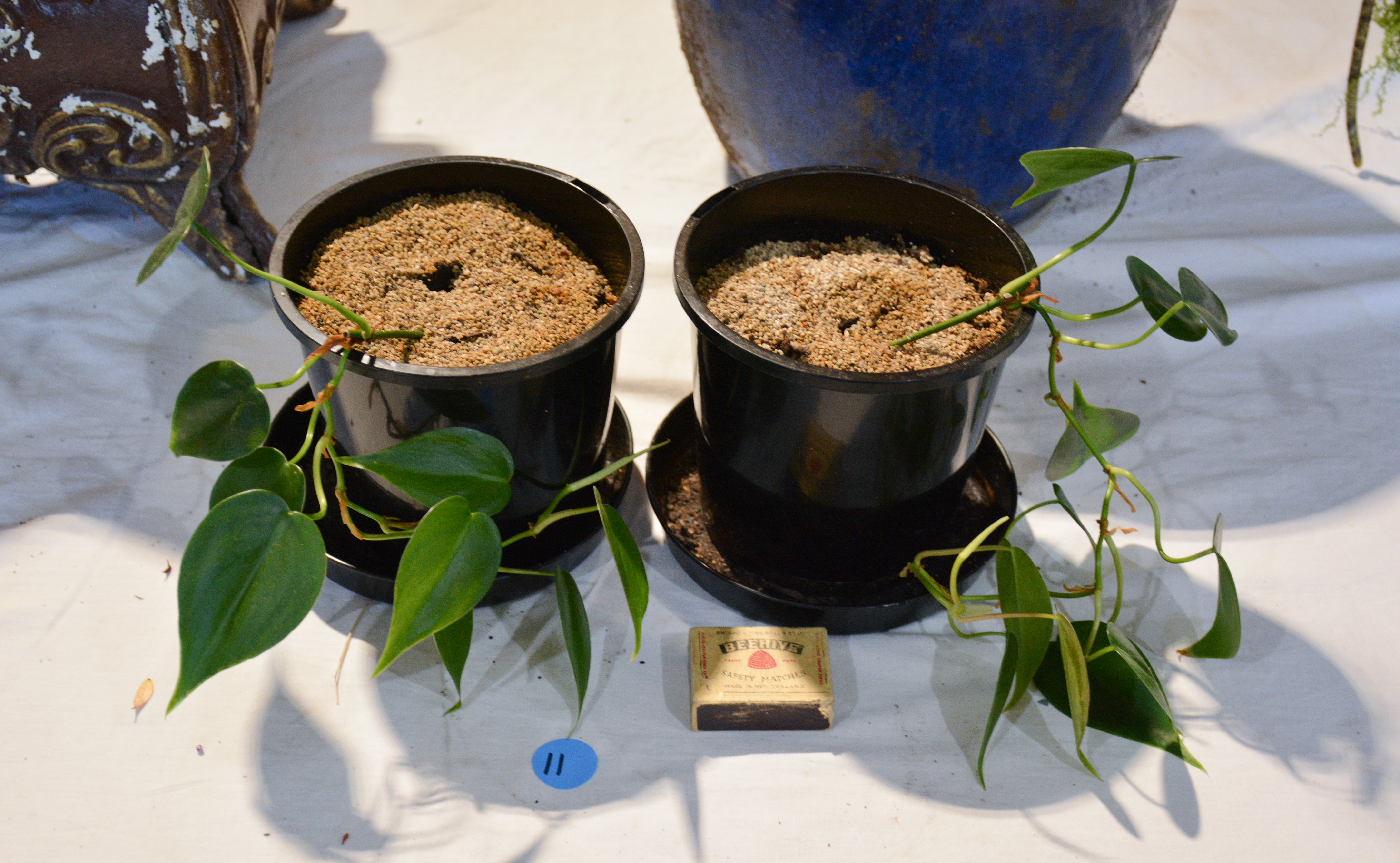 Philodendron in Black Plastic Pots x 2 — sold at auction in New Zealand for $10