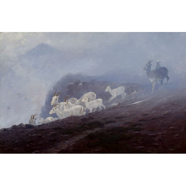Carl Rungius (1869-1959), Ewes Seeking Shelter