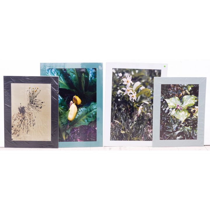 4pc Josef Scaylea Color Flower Photographs- largest 35x25''