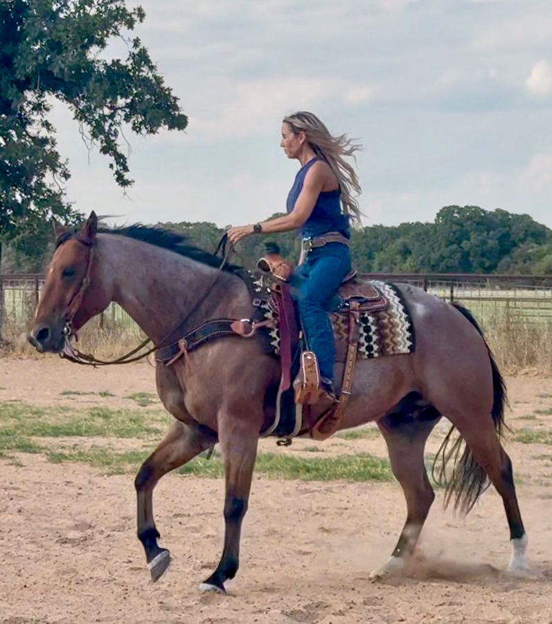 DENALI - 16.1 HAND GENTLE FAMILY GELDING! | Horse Bid, LLC