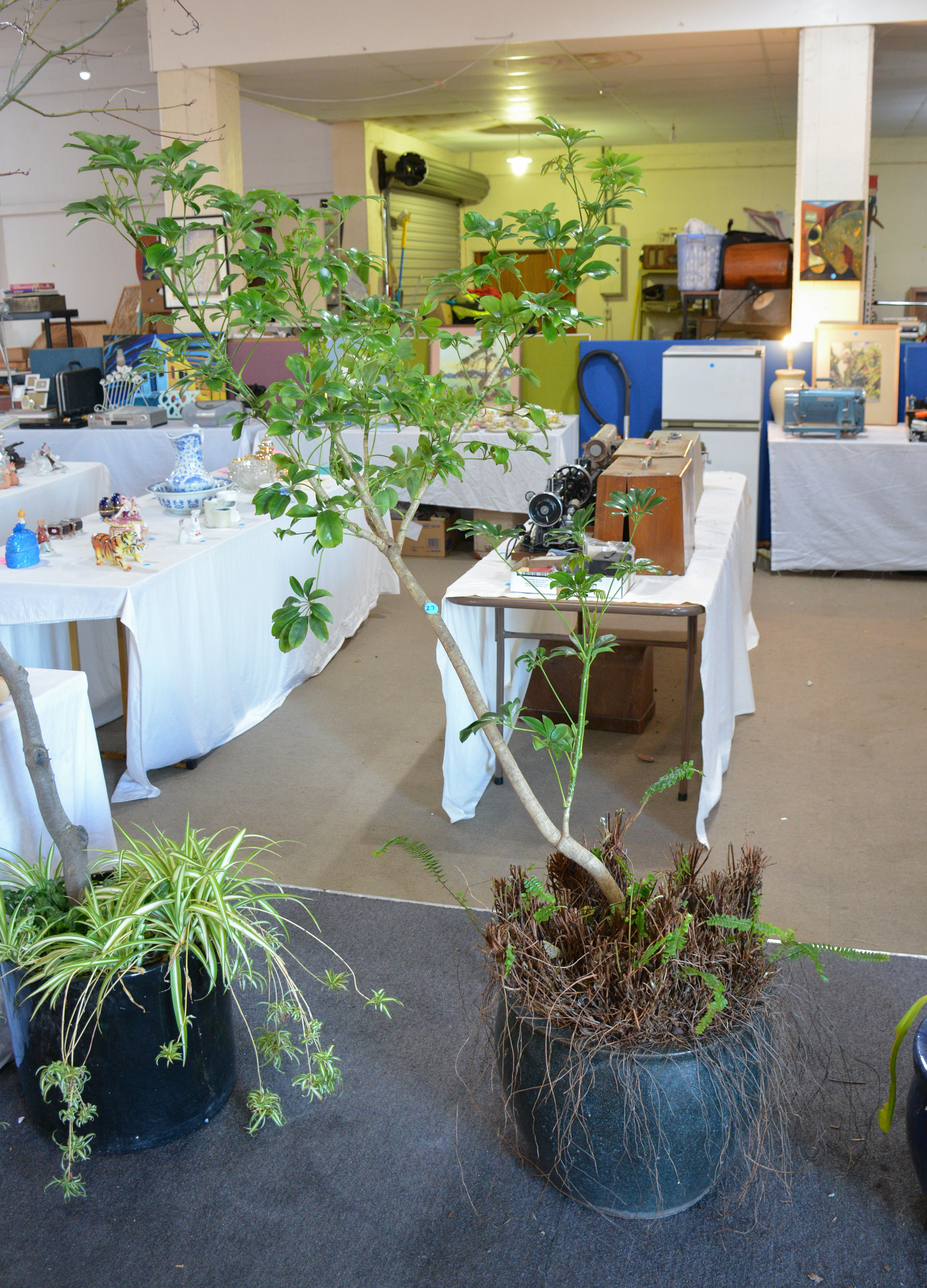 Schefflera Tree and Ladder Ferns in Ceramic Pot — sold at auction in New Zealand for $40