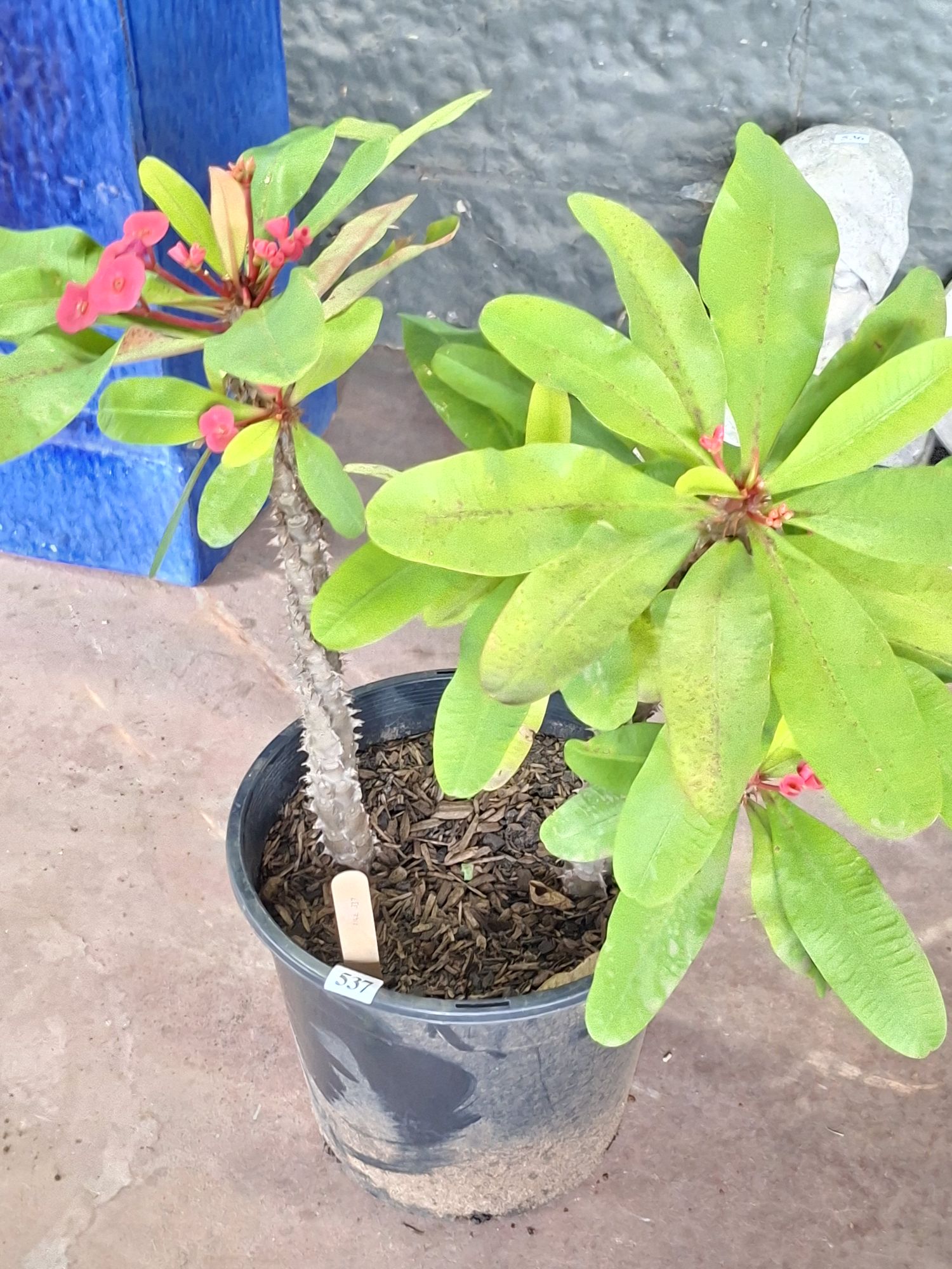 Potted Plant