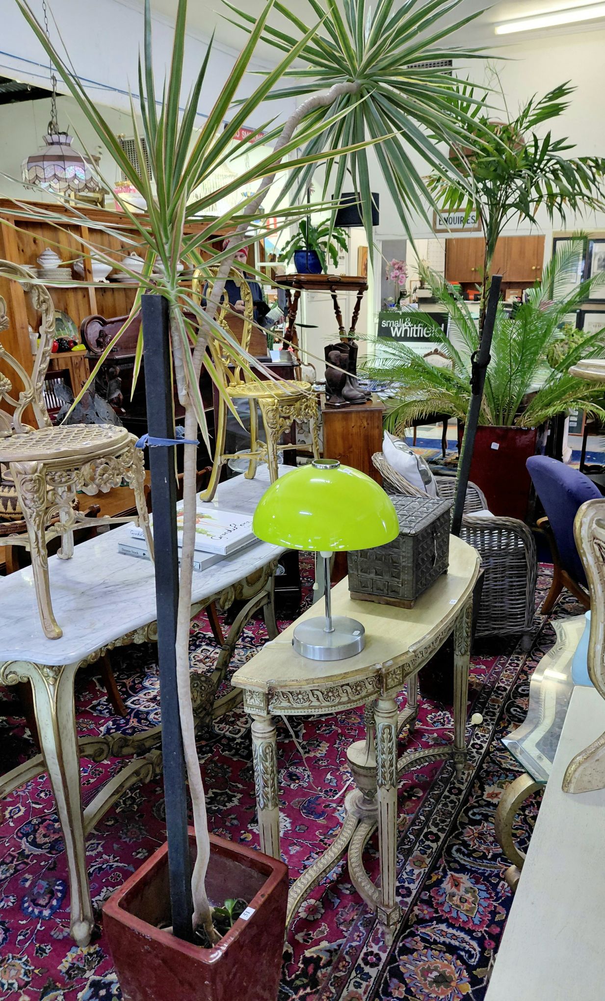 51 · POTTED DRACAENA PLANT