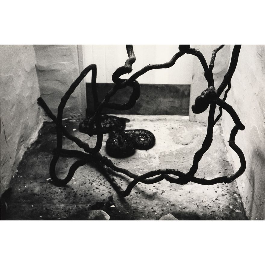 Peter Peryer 'Snake'