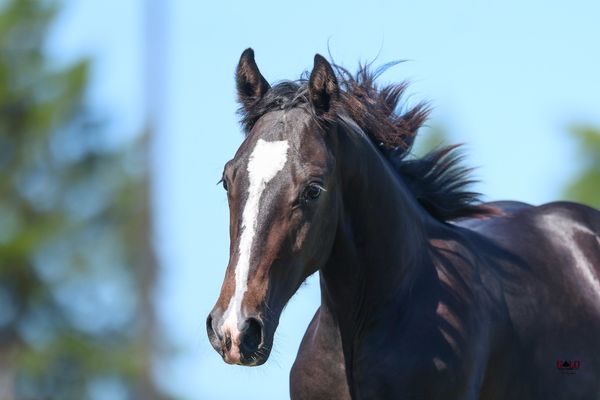 2026 bay colt, Badboonarising x Ms Baby Cakes, Lot 103 in the Solo Select October Sale