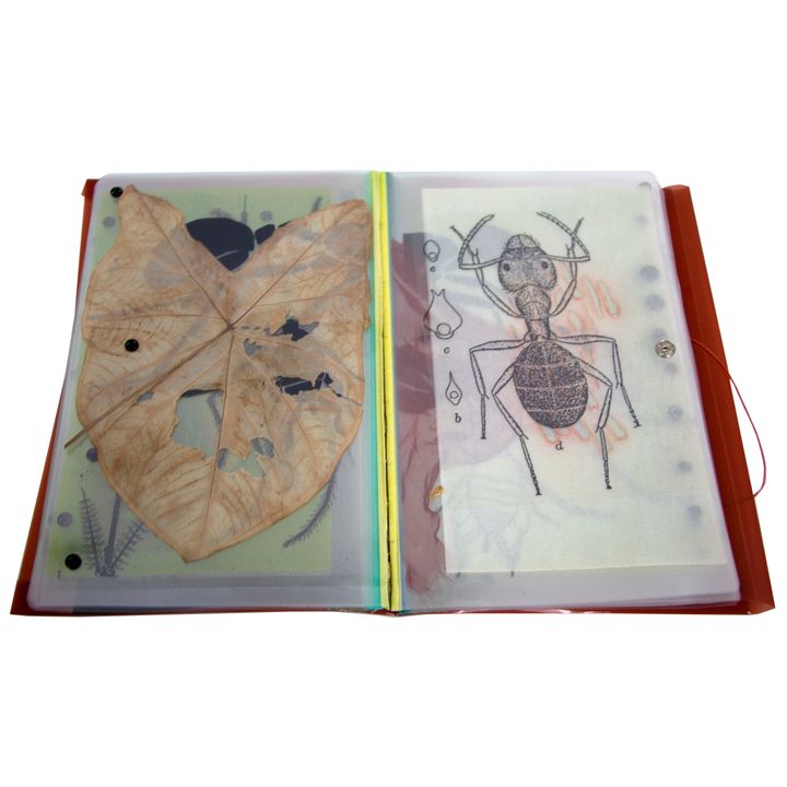 KYLE, HEDI [2 titles], Book of Bugs