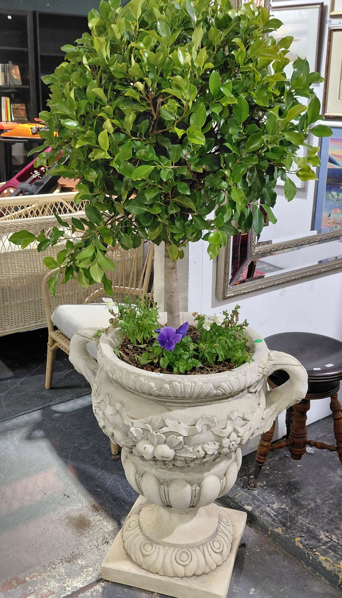 376 · TOPIARY FICUS TREE