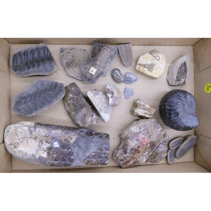 Box Ammonite & Trilobite Fossils Etc