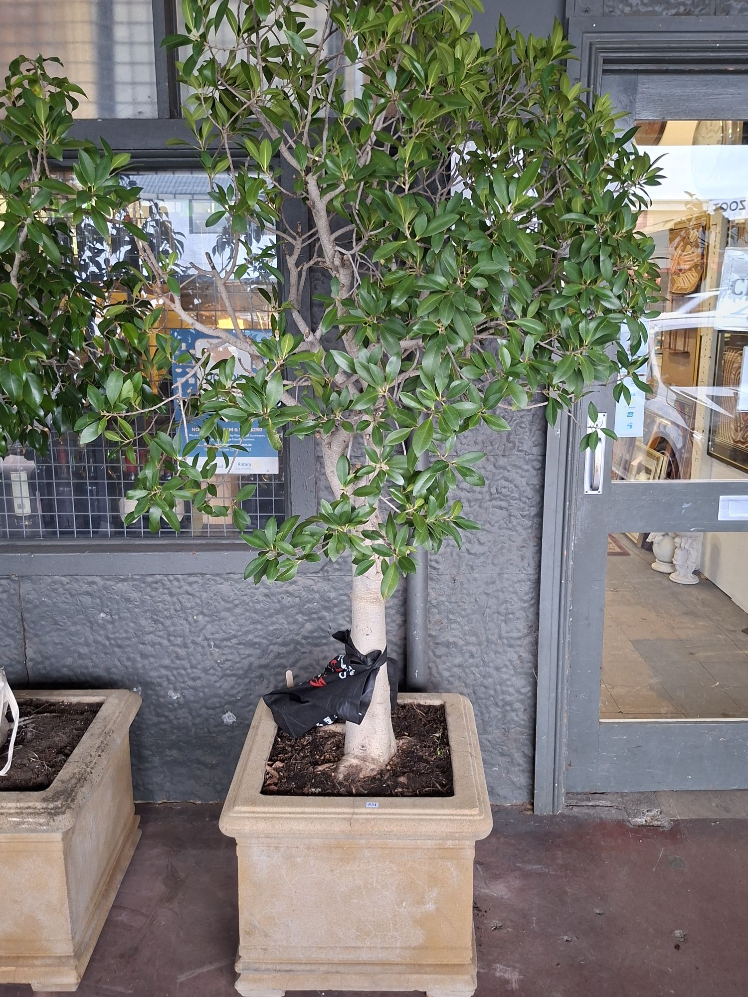 Potted Weeping Fig
