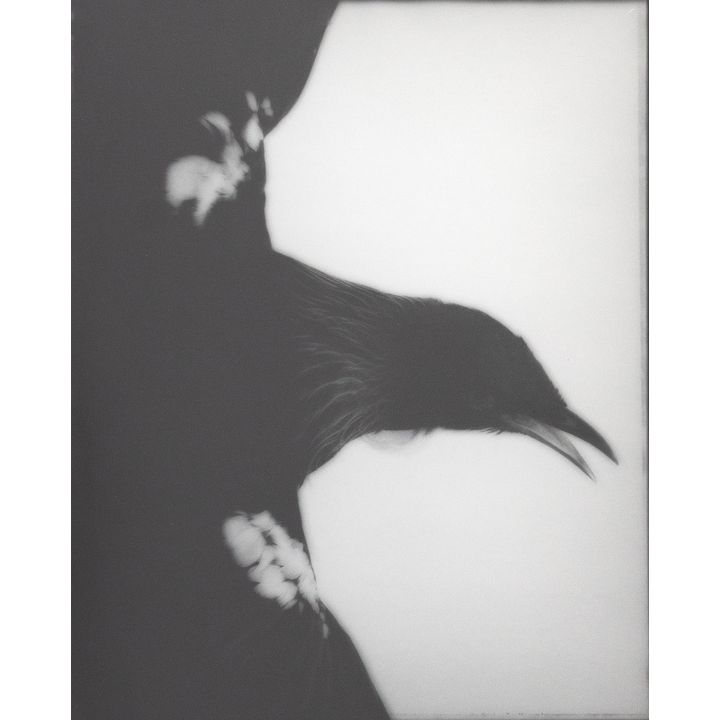 Fiona Pardington 'Maranga - Arise Tui Whanganui Museum'
