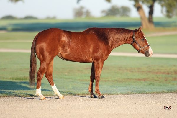 Reyzd Pretty Tuff, 2023 sorrel mare, Dual Reyish x CR Tuff Attac, Lot 351 in the Solo Select October Sale