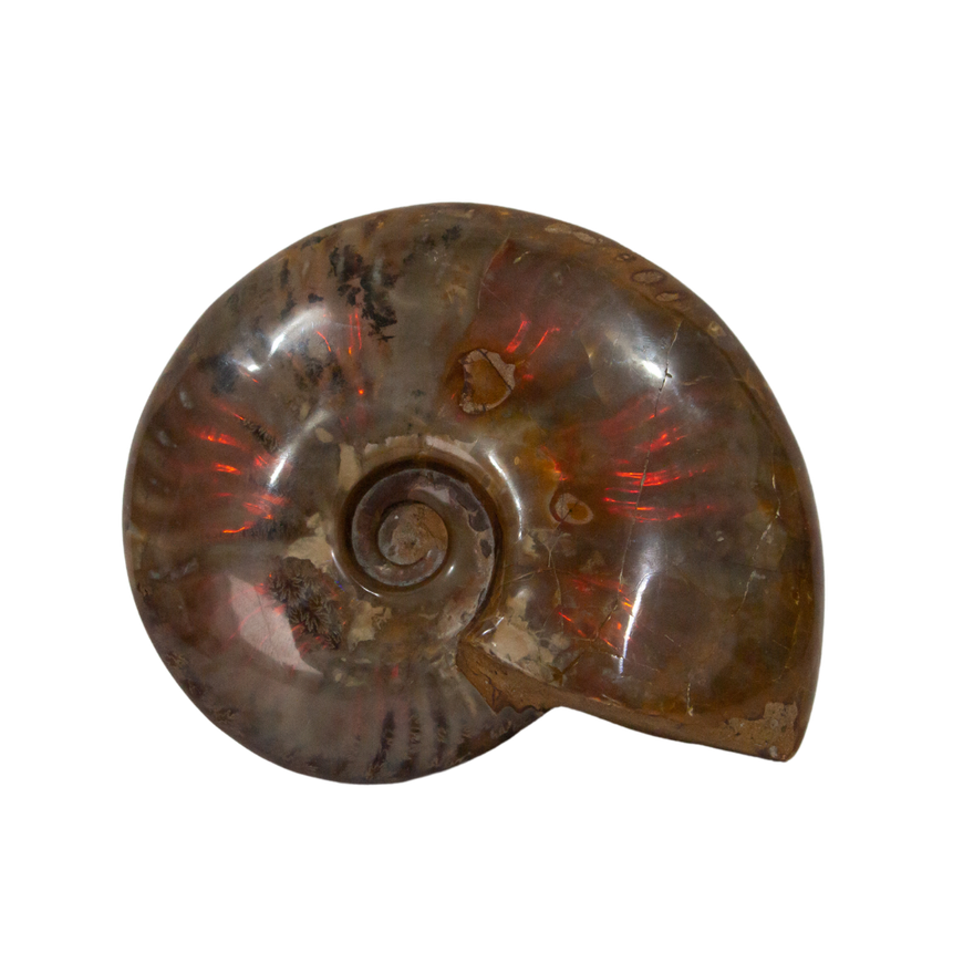AMMONITE IRIDISCENTE