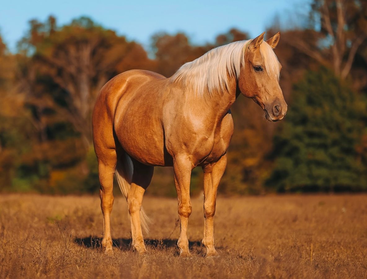 HOLLYWOOD | Horse Bid, LLC