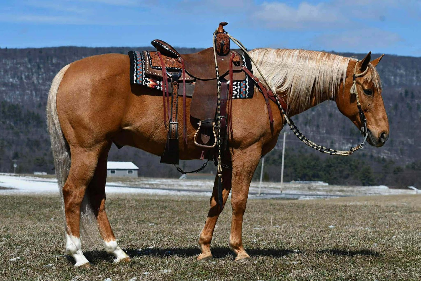 WAYLON | Horse Bid, LLC
