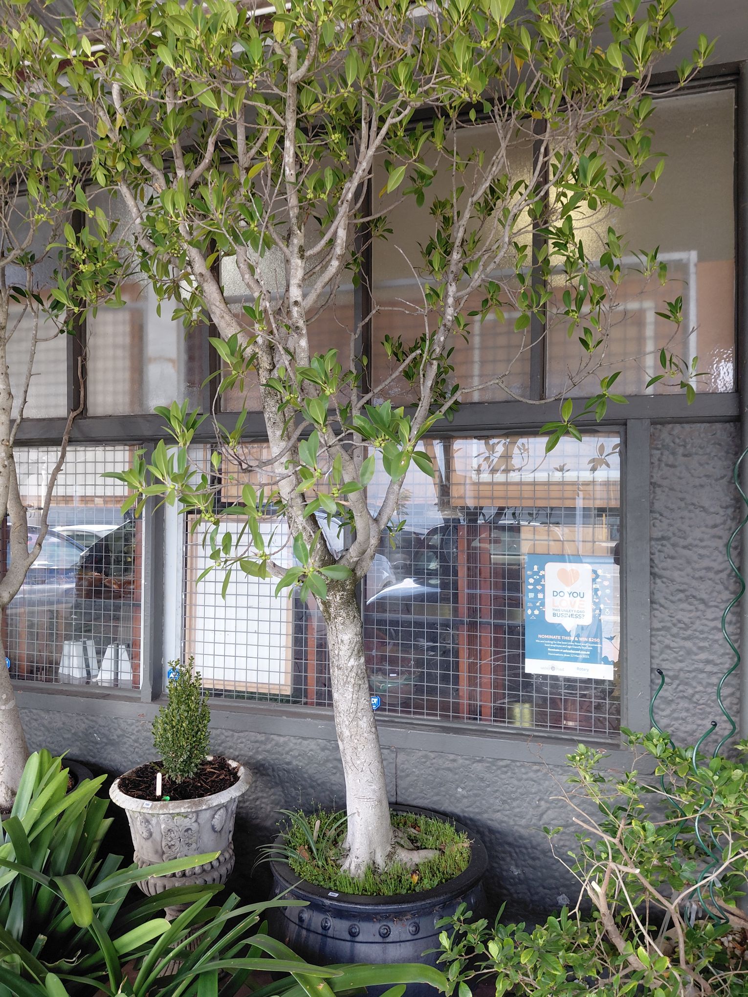 386 · MATURE FICUS TREE