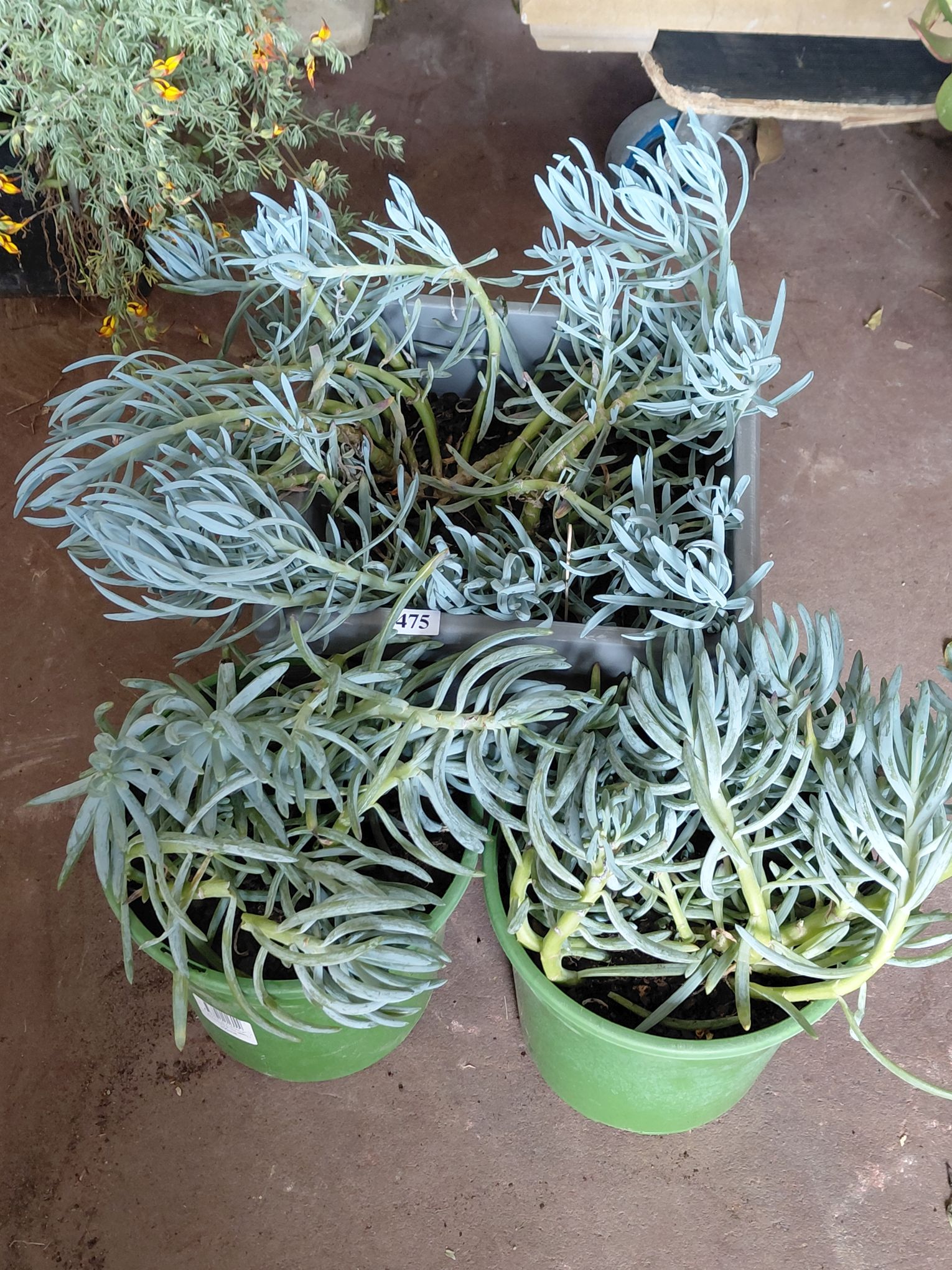 475 · BLUE CHALK SUCCULENTS