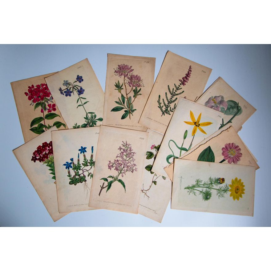 BOTANICAL PLATES  [23x]
