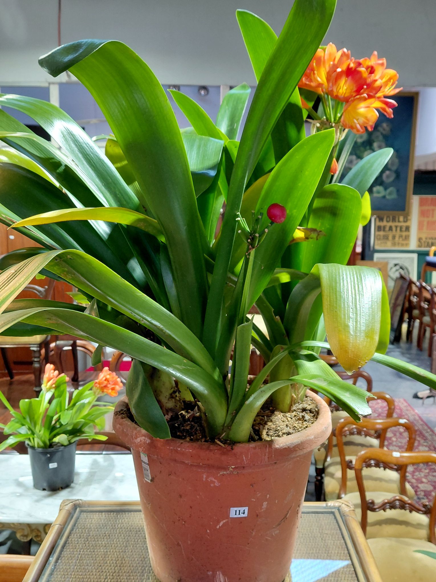 114 · BALGIAN CLIVIA