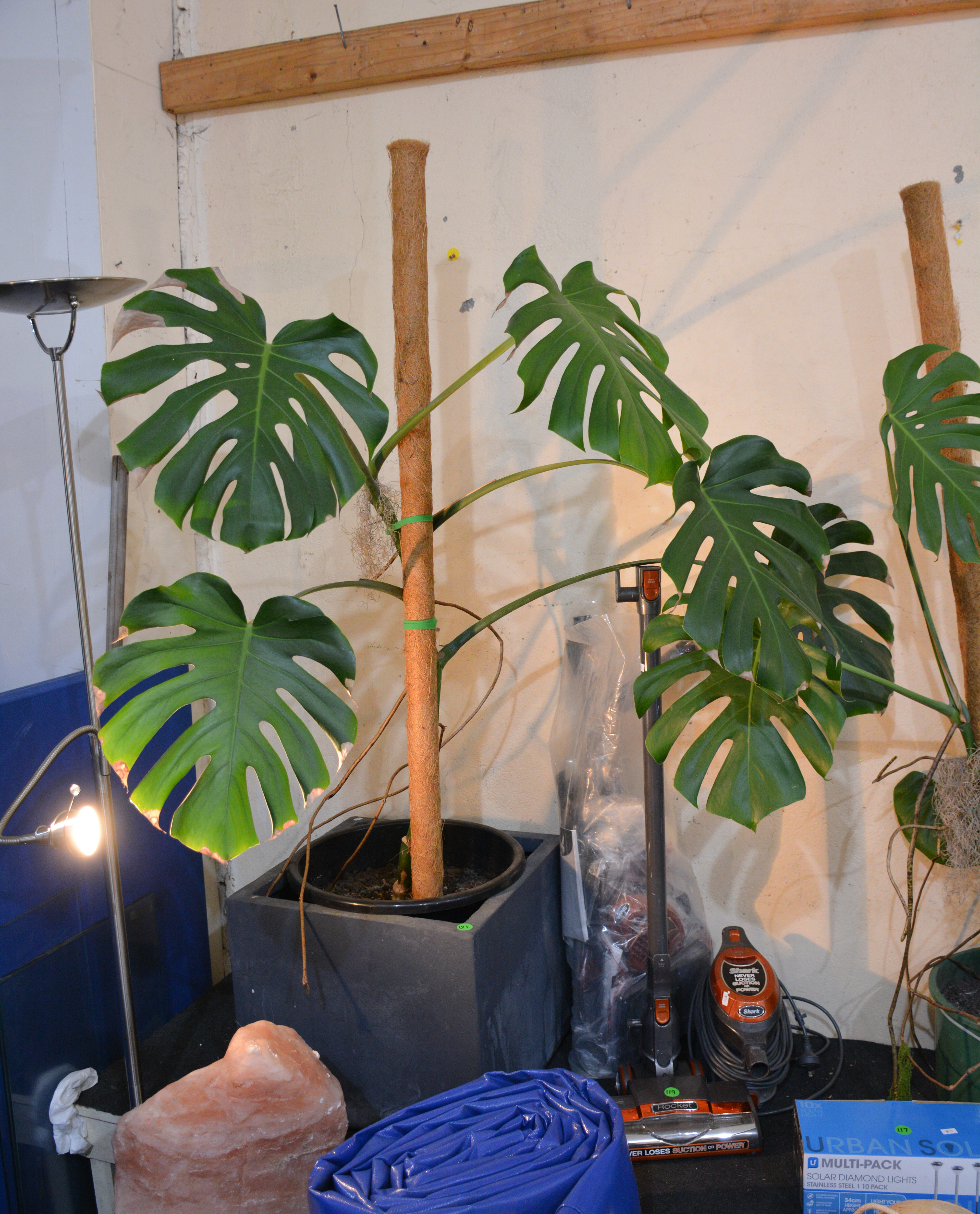 Large Monsterra Plant in Pot — sold at auction in New Zealand for $100
