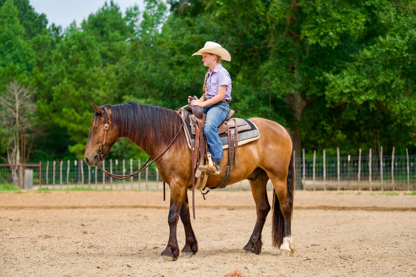 CARL | Horse Bid, LLC