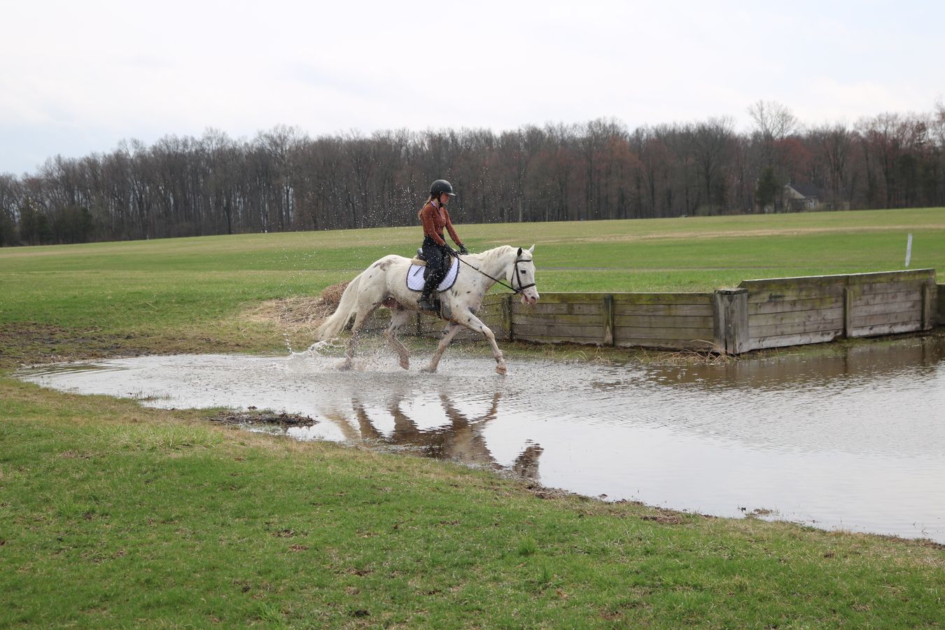 ZIGGY | Horse Bid, LLC