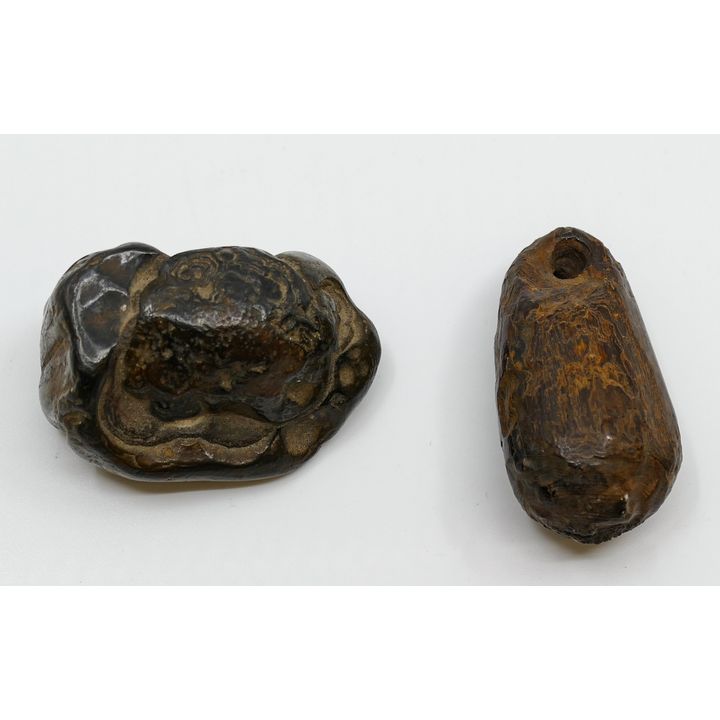 Box 2pc Fossilized Tooth and Pendant 2''