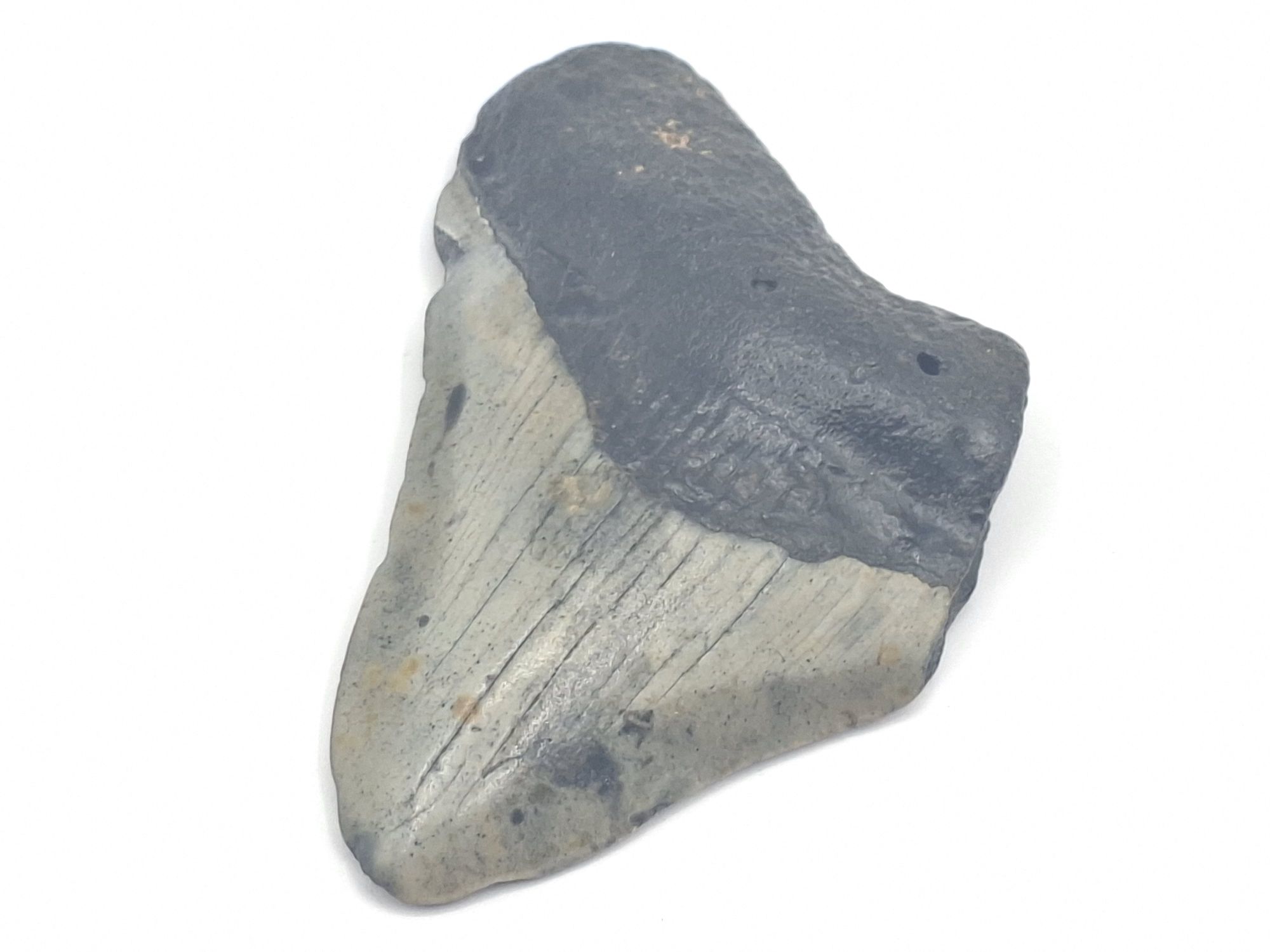 78 · MEGALODON SHARK TOOTH