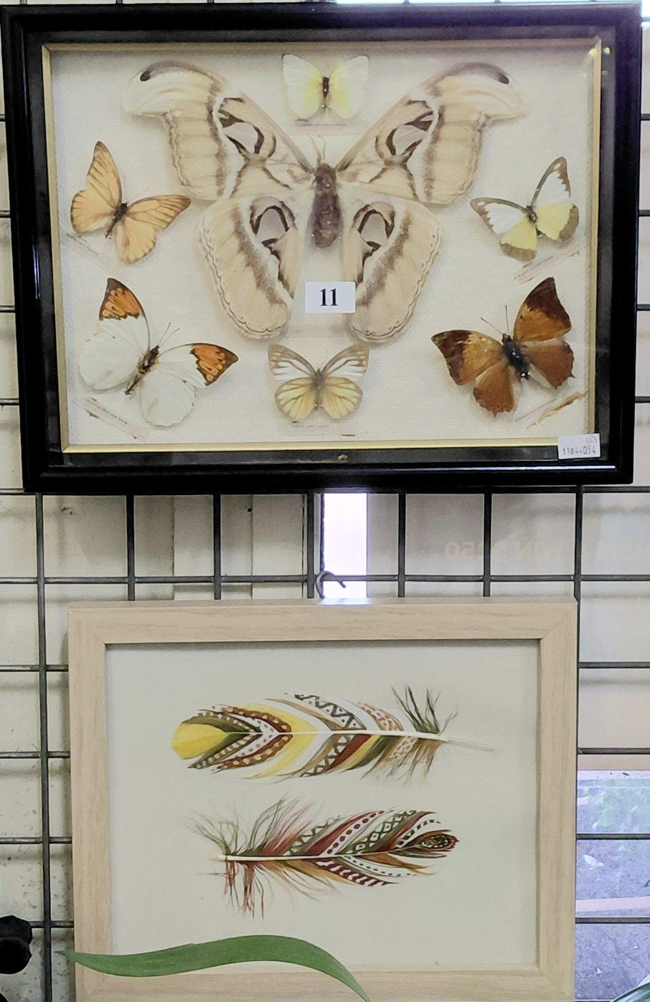 11 · FRAMED TAXIDERMY BUTTERFLIES