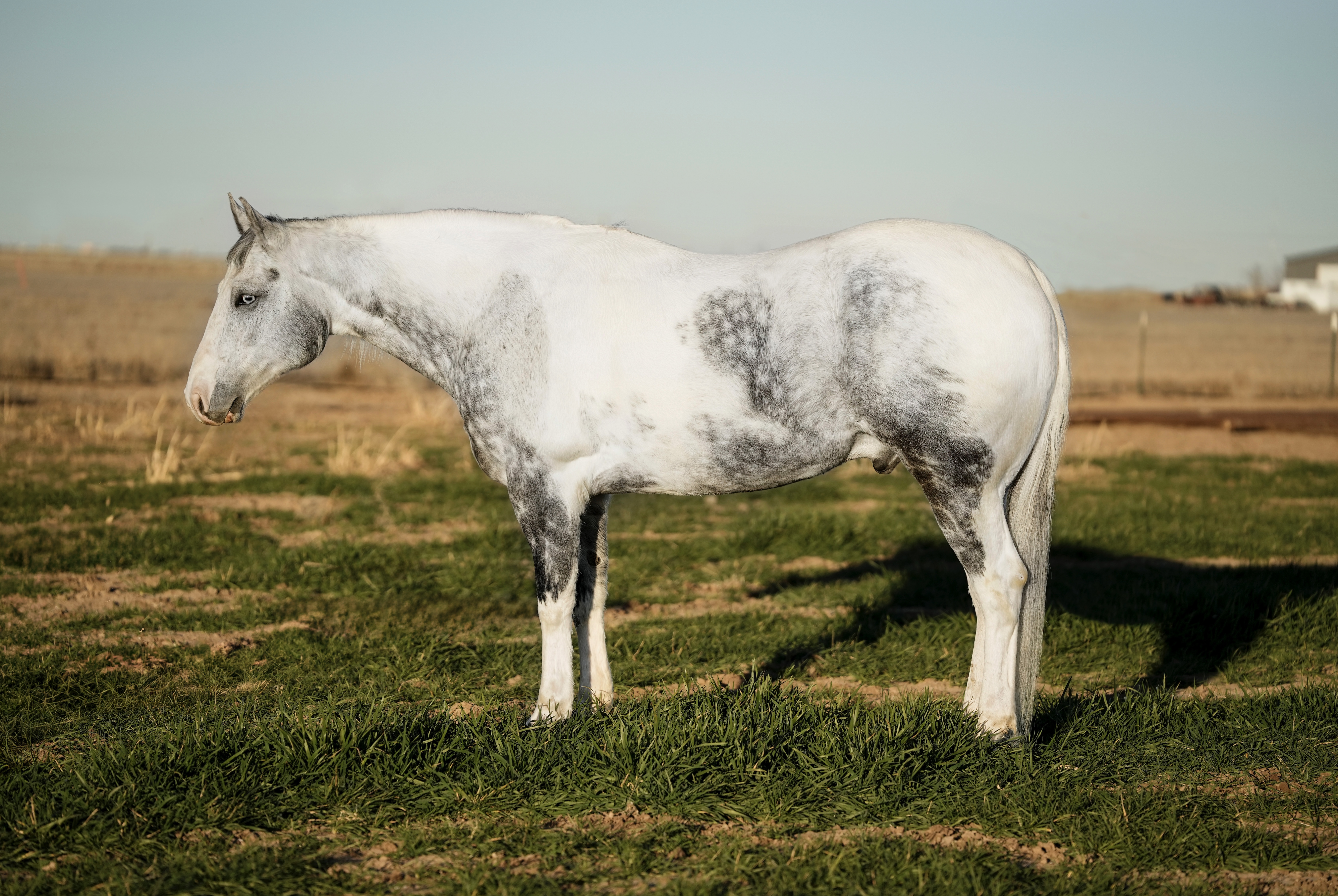 KEYSTONE | Horse Bid, LLC