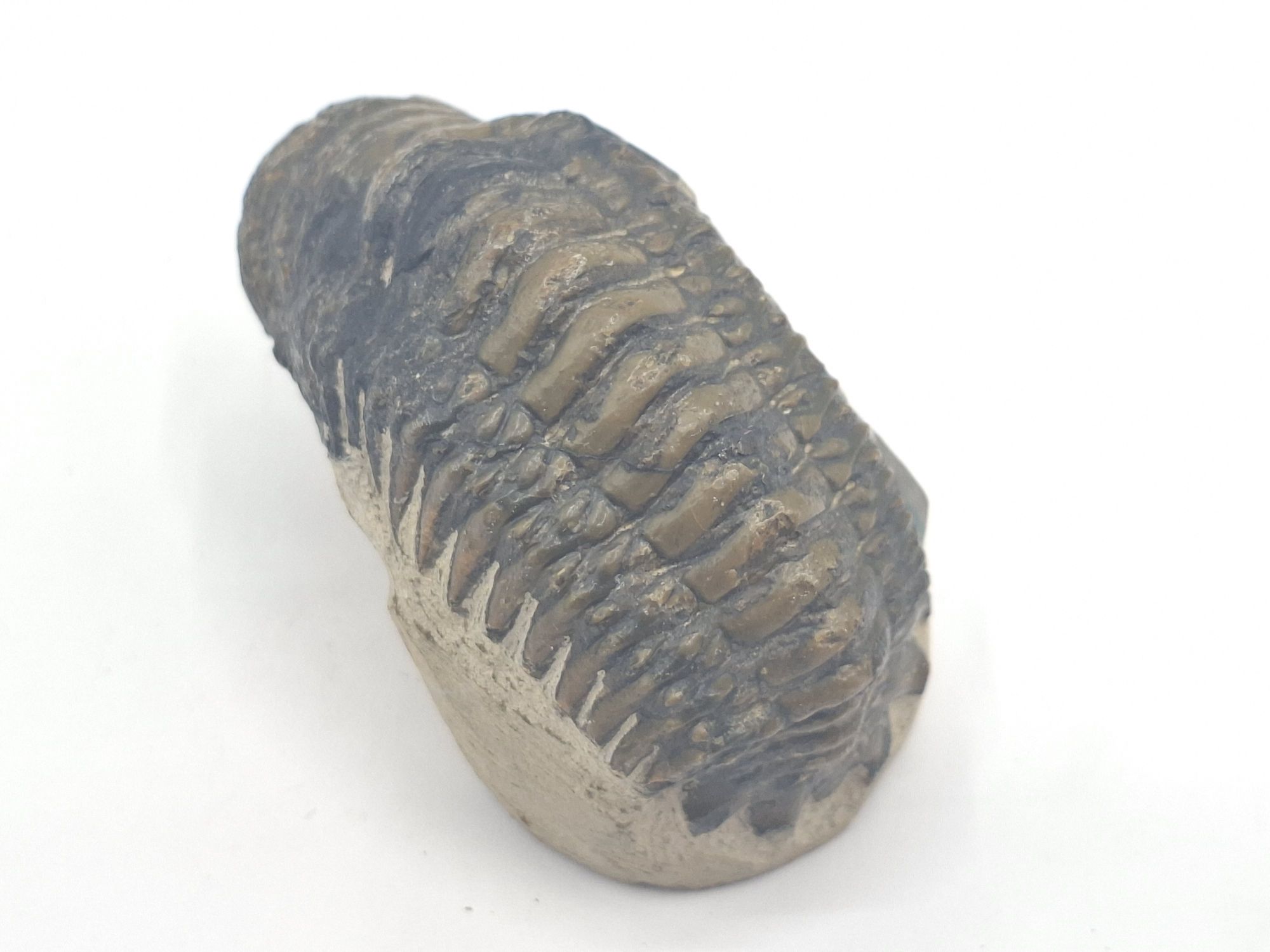 119 · TRILOBITE