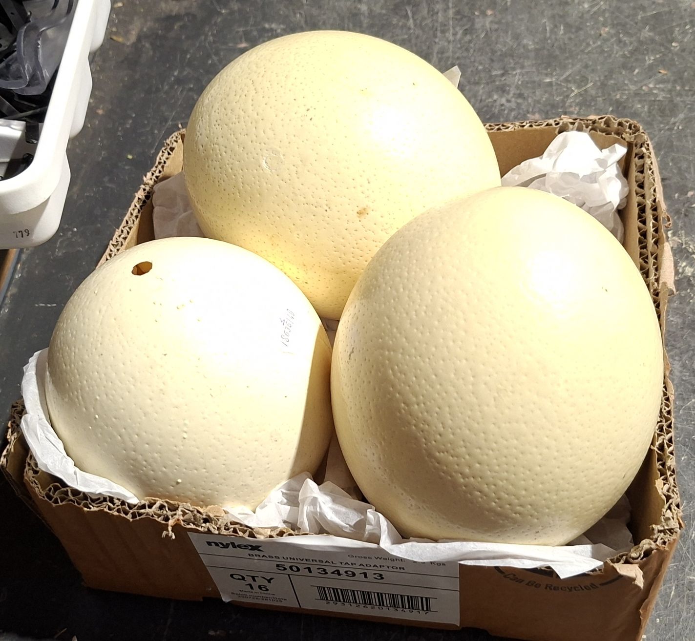 Ostrich Eggs