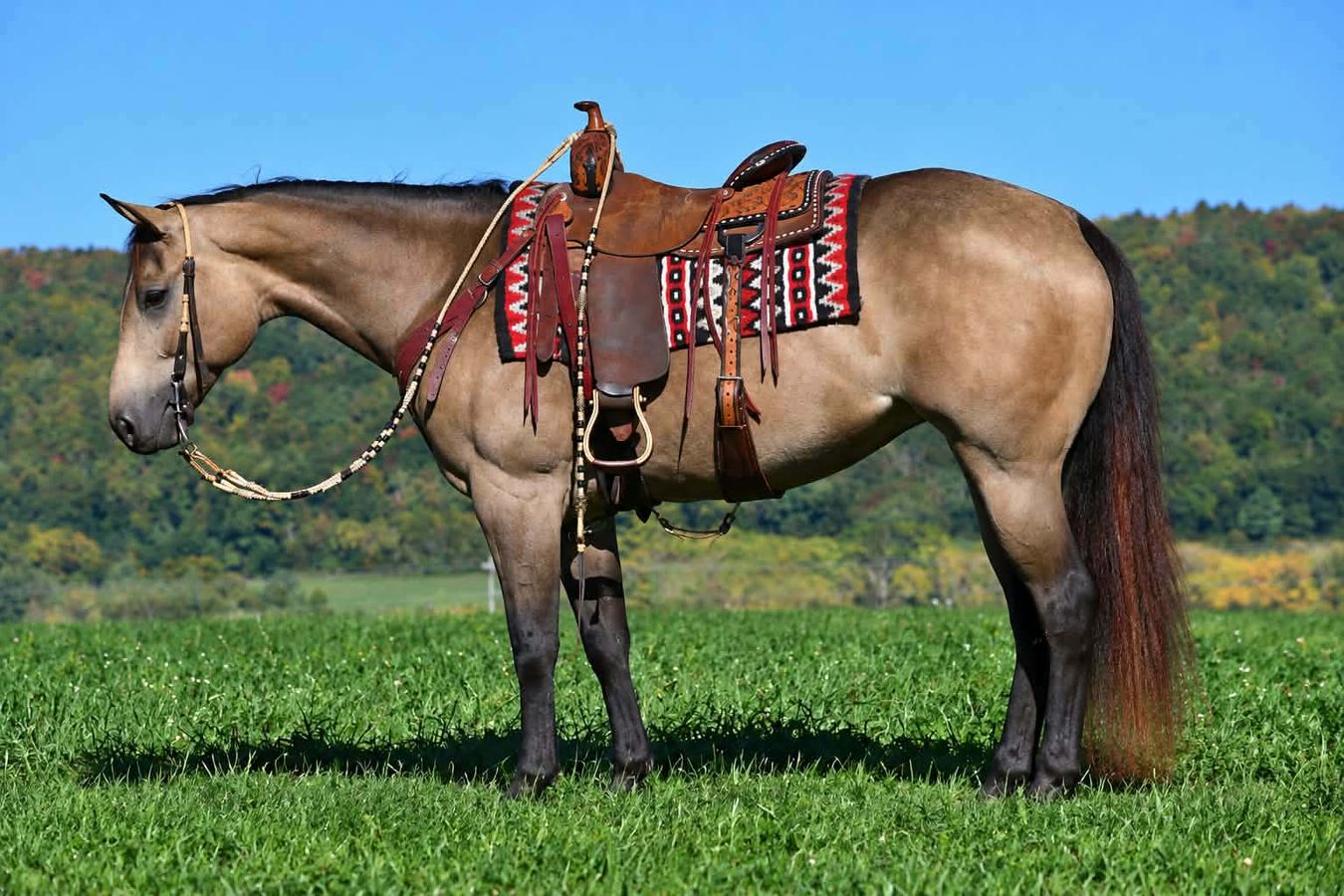 EASY BADGER BUCK | Horse Bid, LLC