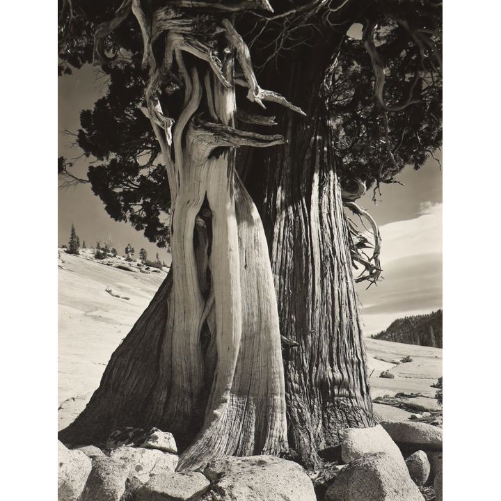 Cole Weston ''Juniper'' 1937 Silver Gelatin Print
