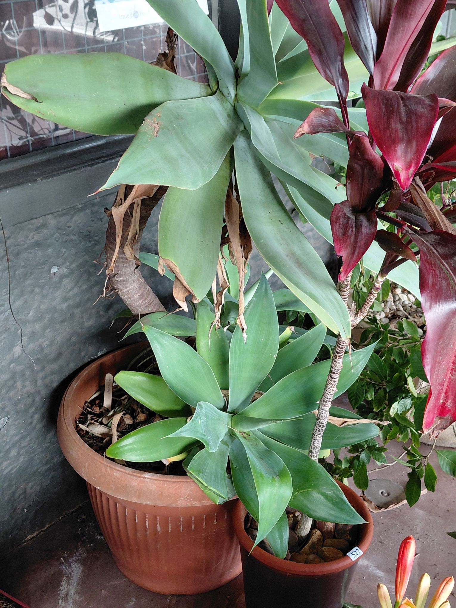 Agave Plant