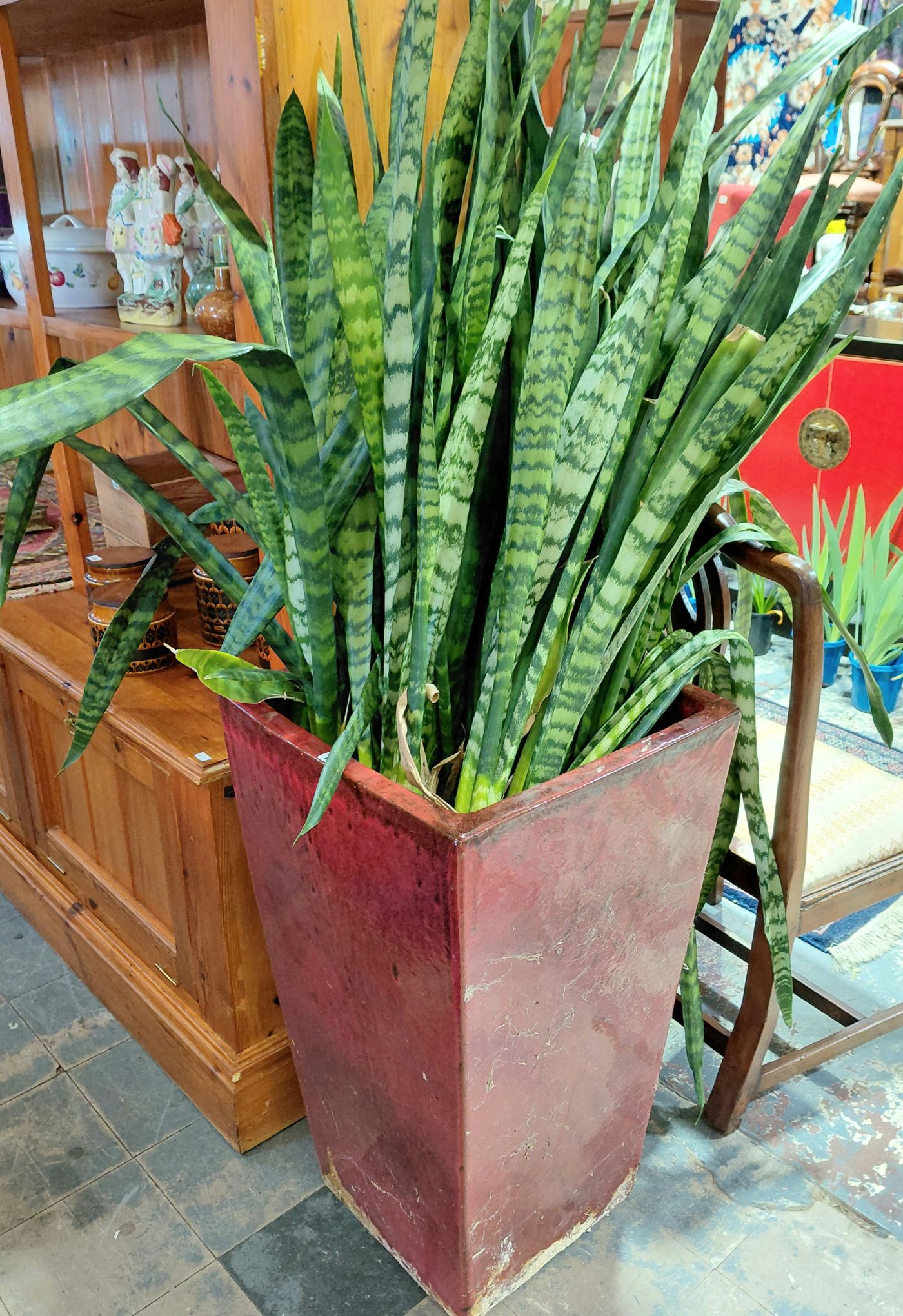 106 · MOTHER IN LAWS TONGUE PLANT