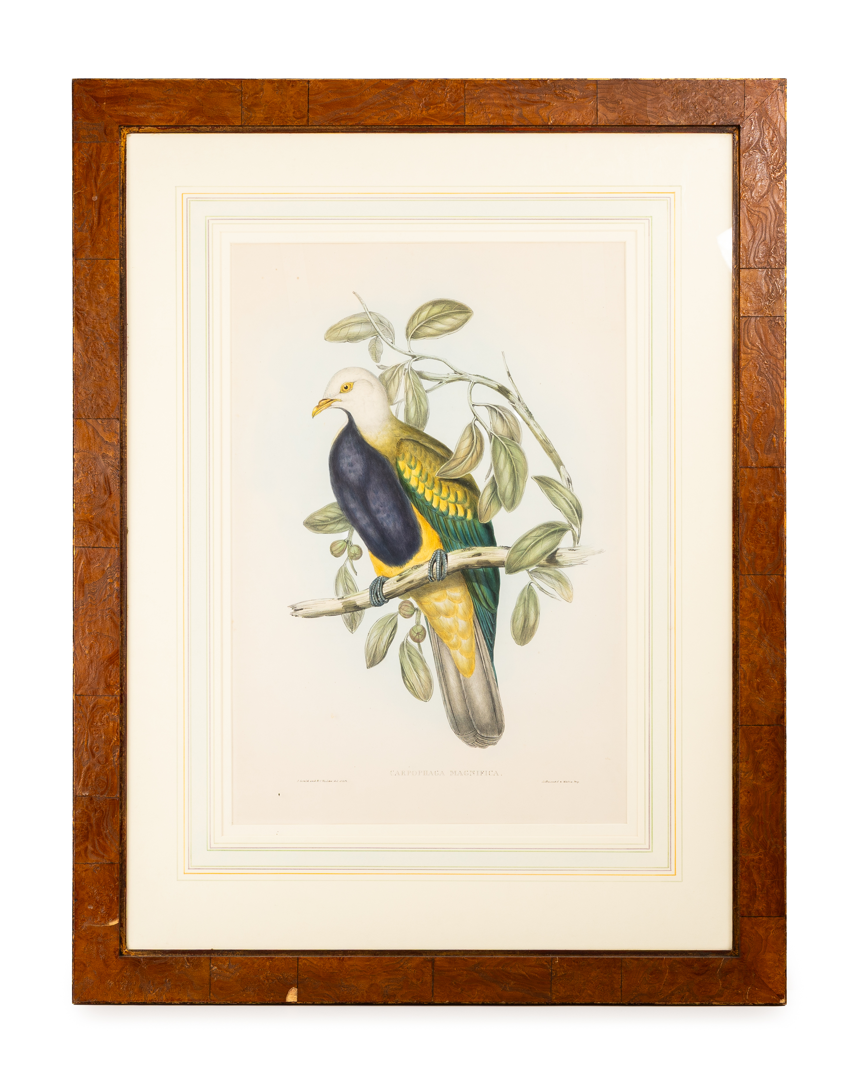 Great Britain, John Gould, Carpophaga Magnifica (Magnificent Fruit Pigeon), (1804 - 1881)